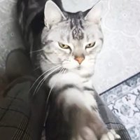 飼い主の足にじゃれる猫