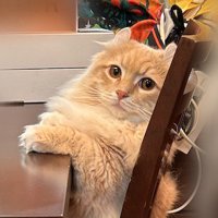 椅子に座って飼い主を見つめる猫