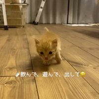 板の間を歩く子猫
