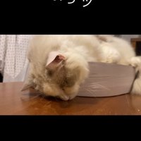 床に顔をつけて寝ている猫