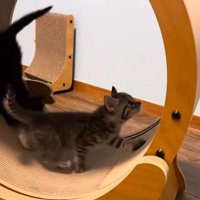 ホイールを回す猫と黒猫