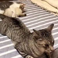 じゃれついている子猫たちのそばでしっぽを振り続けるサバトラ猫