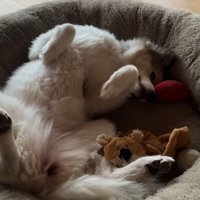 へそ天するタナちゃん