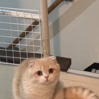 座っている猫