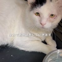上目遣いをする猫