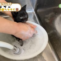 こちらを見る黒子猫