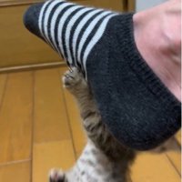 人の足に掴まってぶら下がっている子猫
