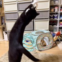 おもちゃに飛びつく猫