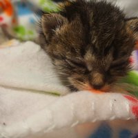 眠っている子猫