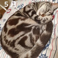 顔を半分隠して寝る猫