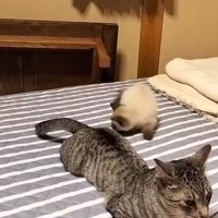 サバトラ猫のしっぽを見つめるシャム猫