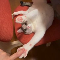 前足に近づく飼い主の指