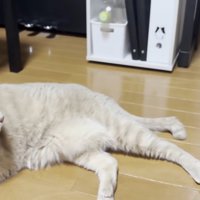 二匹の猫ちゃん（左の子は全身が写っている・右の子は見切れている）