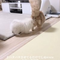後ろ姿の犬と猫