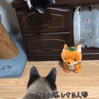 後退りする猫