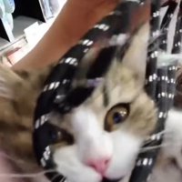 紐を咥えて遊ぶ子猫