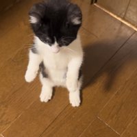 後ろ足で立つ子猫