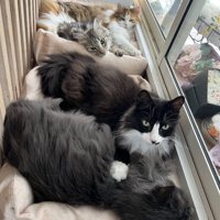 窓際に沢山の猫