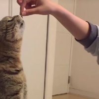 室内にいる猫