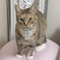 バランスボールに乗って正面から飼い主を見つめる猫