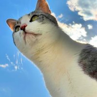 青空と猫