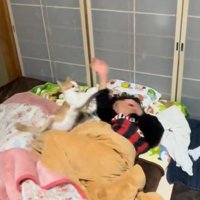 腕を掴む猫