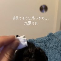 目元を拭いてもらっている子猫