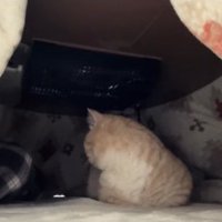 正座している飼い主の足を見つめる香箱座りの猫