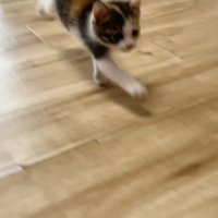 右前足が前