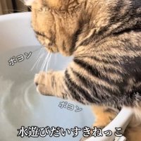 水を触ろうとする猫
