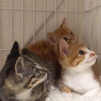 ケージの中にいる3匹の子猫