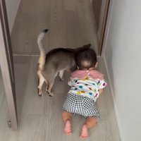猫とハイハイする赤ちゃん