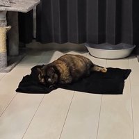 Tシャツに顔をつけたままくつろぐうにちゃん
