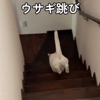 後ろ足を揃えて階段を下りる猫