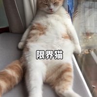 へそ天でくつろぐ猫