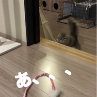 猫じゃらしを見ている猫