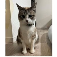 室内にいる猫