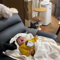 泣いている赤ちゃんと猫たち