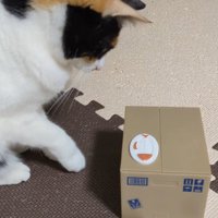 ダンボールの中に隠れた猫に向かって前足を伸ばす猫