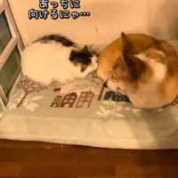 お尻の匂いを嗅ぐ猫