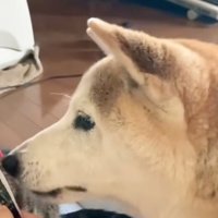 少し顔を離す猫