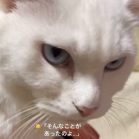 猫の顔