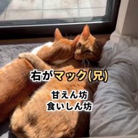 窓際にいる2匹の猫