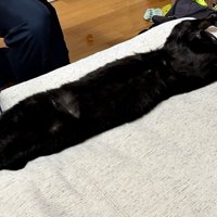 長く伸びる猫