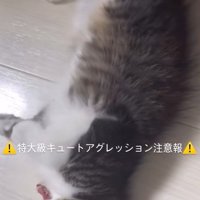 横になって鳴き声を上げる子猫