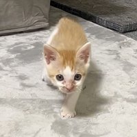 さらに近付く猫