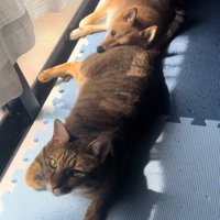 カメラ目線の猫と犬