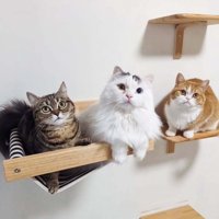 3匹の猫