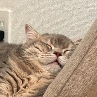 眠っているキジトラ猫の顔
