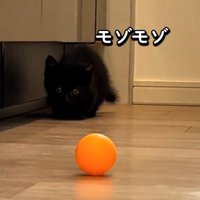 小さくなる子猫